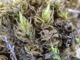 Attēlu rezultāti vaicājumam “Dicranum spurium”