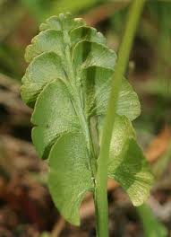 Attēlu rezultāti vaicājumam “Botrychium lunaria”