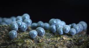 Attēlu rezultāti vaicājumam “Badhamia lilacina macro”