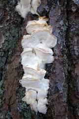 Attēlu rezultāti vaicājumam “Postia fragilis”