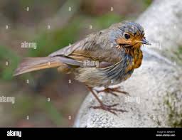 Attēlu rezultāti vaicājumam “Erithacus rubecula juvenile”