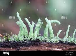 Attēlu rezultāti vaicājumam “Cladonia coniocraea”