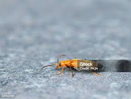 Attēlu rezultāti vaicājumam “Hylecoetus dermestoides female”