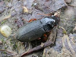 Attēlu rezultāti vaicājumam “Pseudoophonus rufipes”