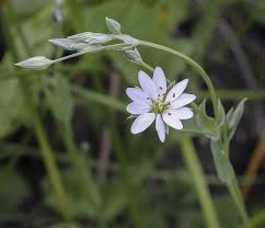 Attēlu rezultāti vaicājumam “Stellaria palustris”