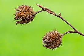 Attēlu rezultāti vaicājumam “Fagus sylvatica fo. laciniata bud”