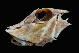 Image result for Chelidonichthys cuculus