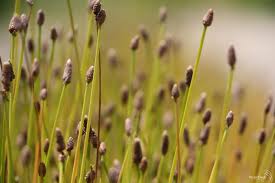 Attēlu rezultāti vaicājumam “Eleocharis acicularis”