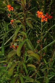 Image result for Alonsoa linearis