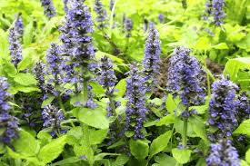 Attēlu rezultāti vaicājumam “Ajuga reptans bud”