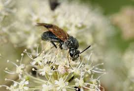 Attēlu rezultāti vaicājumam “Arge ustulata”