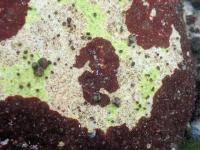 Attēlu rezultāti vaicājumam “Hildenbrandia rivularis”