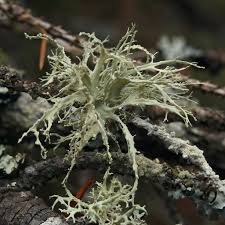 Attēlu rezultāti vaicājumam “Ramalina farinacea”