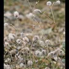 Attēlu rezultāti vaicājumam “Trifolium arvense fruit”