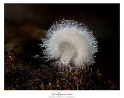 Attēlu rezultāti vaicājumam “Hemitrichia decipiens macro”