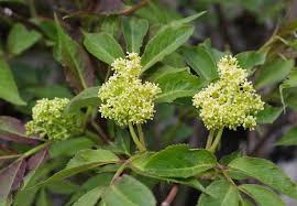 Attēlu rezultāti vaicājumam “Sambucus racemosa”