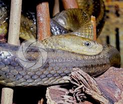 Attēlu rezultāti vaicājumam “Serpentes”