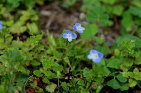Attēlu rezultāti vaicājumam “Veronica persica leaf”