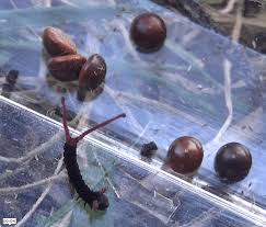 Attēlu rezultāti vaicājumam “Cerura vinula larva”