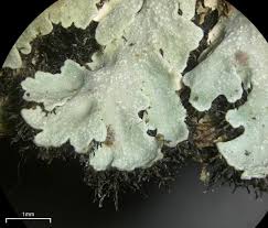 Attēlu rezultāti vaicājumam “Physcia aipolia”