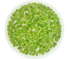 Attēlu rezultāti vaicājumam “Spirodela polyrhiza”