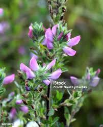 Attēlu rezultāti vaicājumam “Ononis arvensis flower”