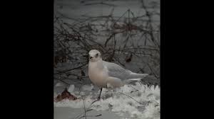 Image result for Rhodostethia rosea