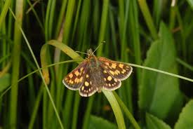 Attēlu rezultāti vaicājumam “Carterocephalus silvicolus female”