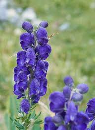 Attēlu rezultāti vaicājumam “Aconitum napellus flower”
