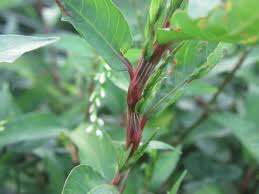 Attēlu rezultāti vaicājumam “Persicaria hydropiper”