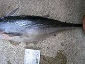 Image result for Euthynnus alletteratus