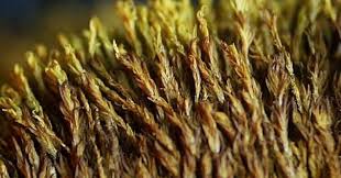 Attēlu rezultāti vaicājumam “Hymenostylium recurvirostrum macro”