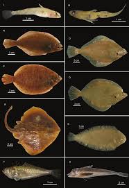 Image result for Hippoglossoides platessoides