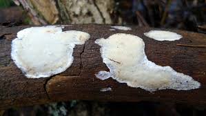 Attēlu rezultāti vaicājumam “Skeletocutis nivea”