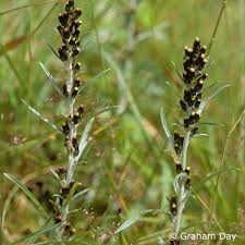 Attēlu rezultāti vaicājumam “Gnaphalium sylvaticum flower”