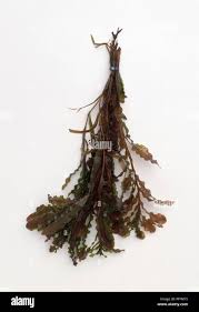 Attēlu rezultāti vaicājumam “Potamogeton trichoides leaf”