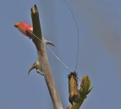 Attēlu rezultāti vaicājumam “Adela cuprella”