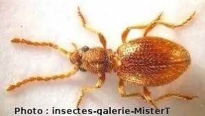 Attēlu rezultāti vaicājumam “Ptinus sp.”