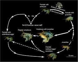 Attēlu rezultāti vaicājumam “Lycogala convexum young”