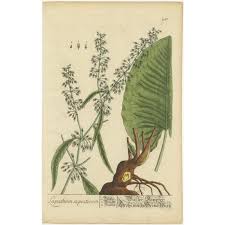 Attēlu rezultāti vaicājumam “Rumex aquaticus”