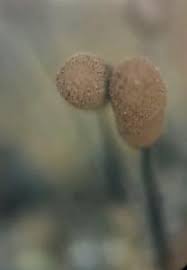 Attēlu rezultāti vaicājumam “Comatricha fragilis”