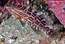 Image result for Mycteroperca bonaci