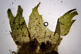 Attēlu rezultāti vaicājumam “Chiloscyphus pallescens”