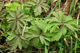 Attēlu rezultāti vaicājumam “Anemone ranunculoides bud”