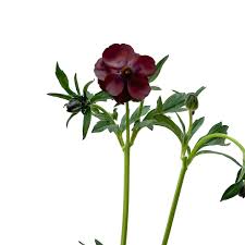 Attēlu rezultāti vaicājumam “Ranunculus brunnescens”