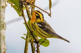 Image result for Dendroica fusca