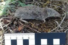 Attēlu rezultāti vaicājumam “Sorex sp.”