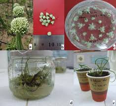 Attēlu rezultāti vaicājumam “Allium cepa bud”