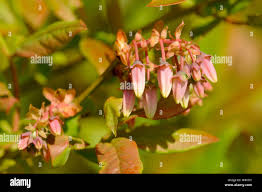 Attēlu rezultāti vaicājumam “Vaccinium uliginosum bud”