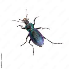 Attēlu rezultāti vaicājumam “Carabus violaceus”